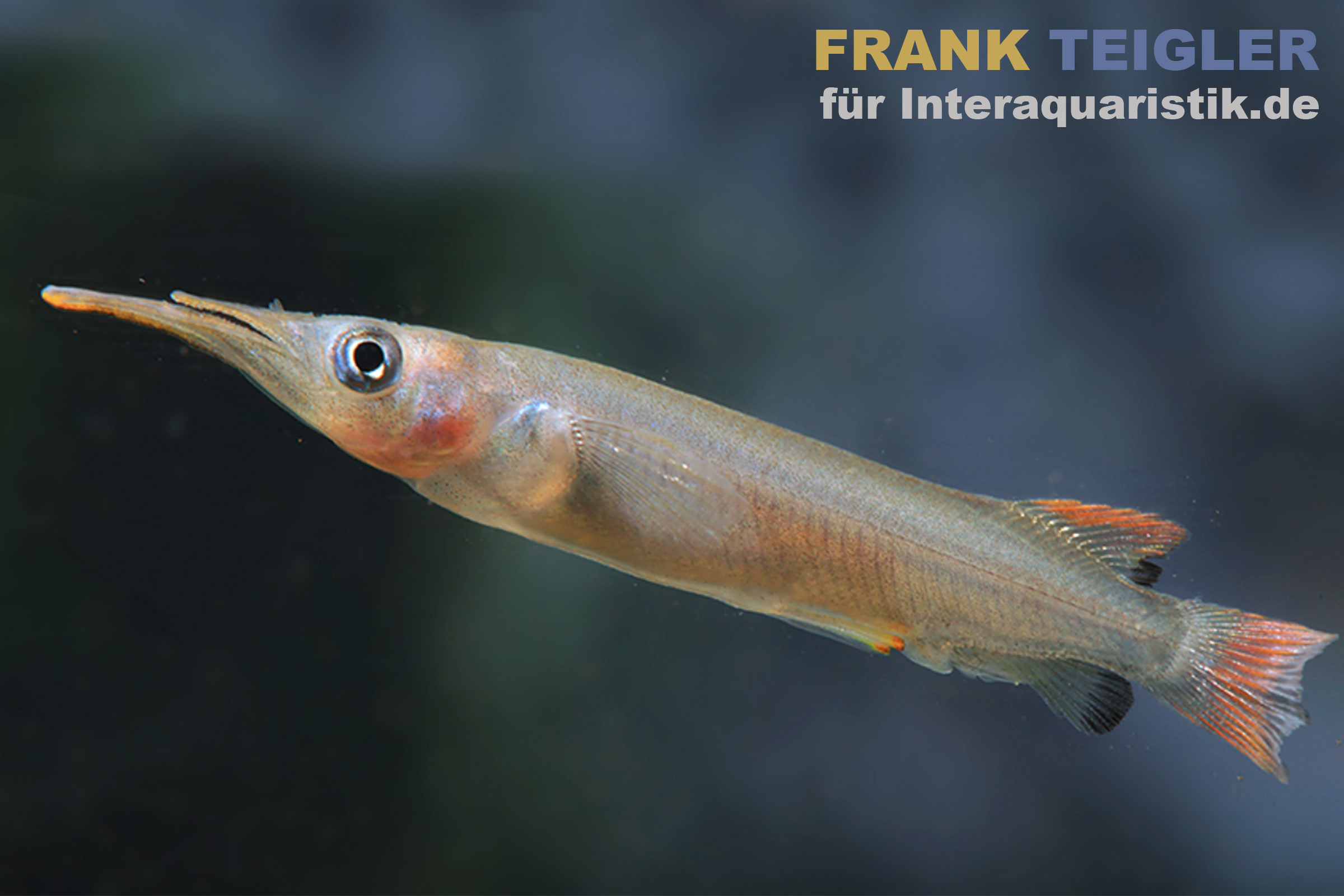 Kolonodale-Halbschnabelhecht, Nomorhamphus cf. kolonodalensis