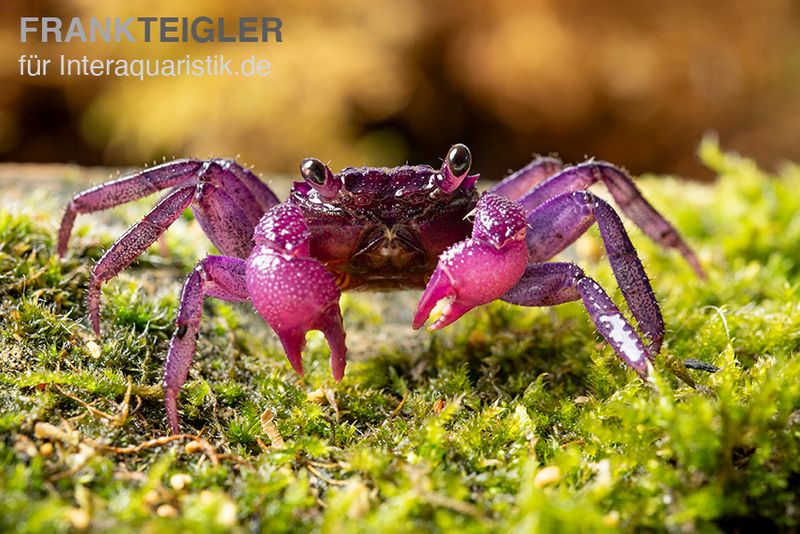 Pitaya-Vampirkrabbe Geosesarma sp., Zufällig ausgewählt