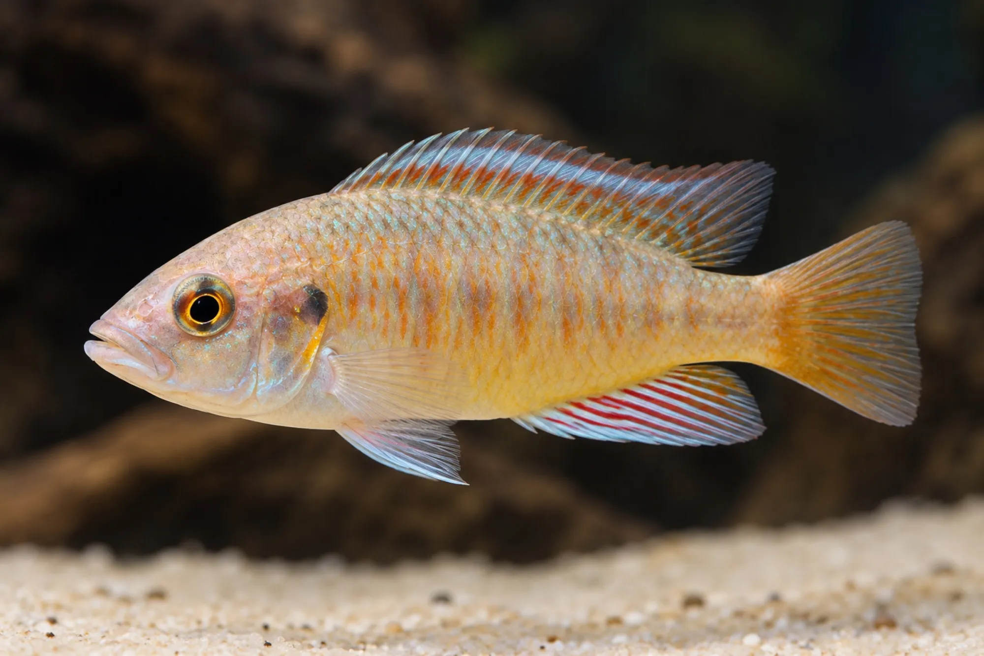 Ruaha-Maulbrüter, Pseudocrenilabrus sp.