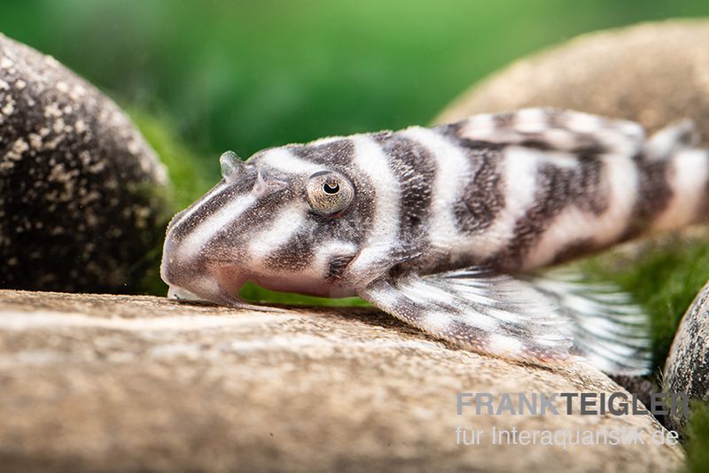 Harnischwels L 450, Hypancistrus sp. "Santarem"