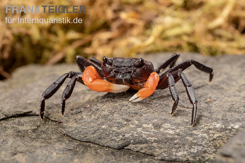 Orangearm-Krabbe, Lepidothelphusa spec. Orange Arm Borneo, Zufällig ausgewählt