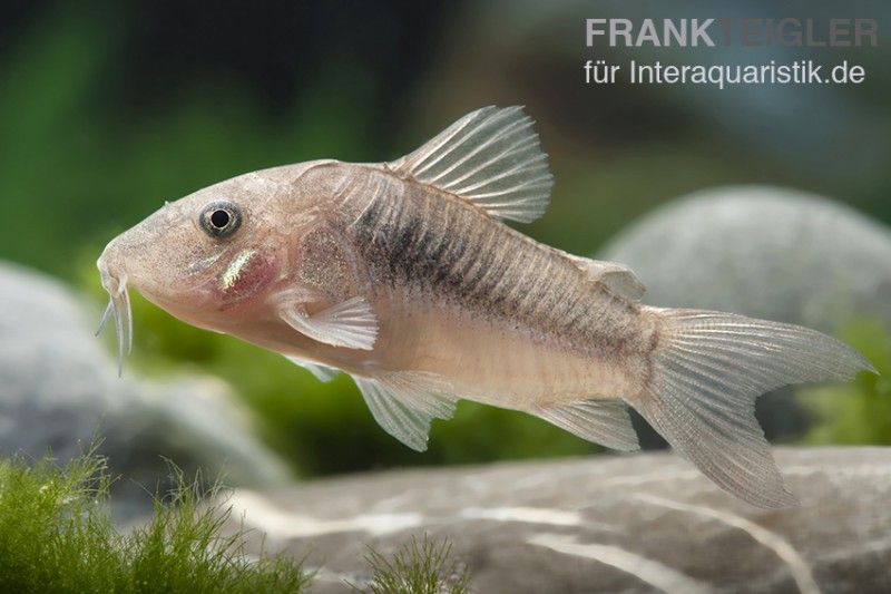 Metallpanzerwels, Corydoras aeneus, DNZ