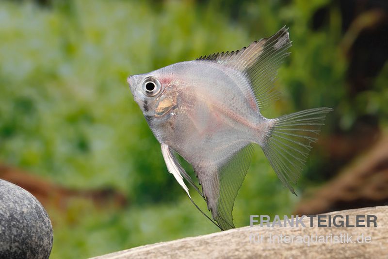 Bulgarian Green Skalar, Pterophyllum scalare