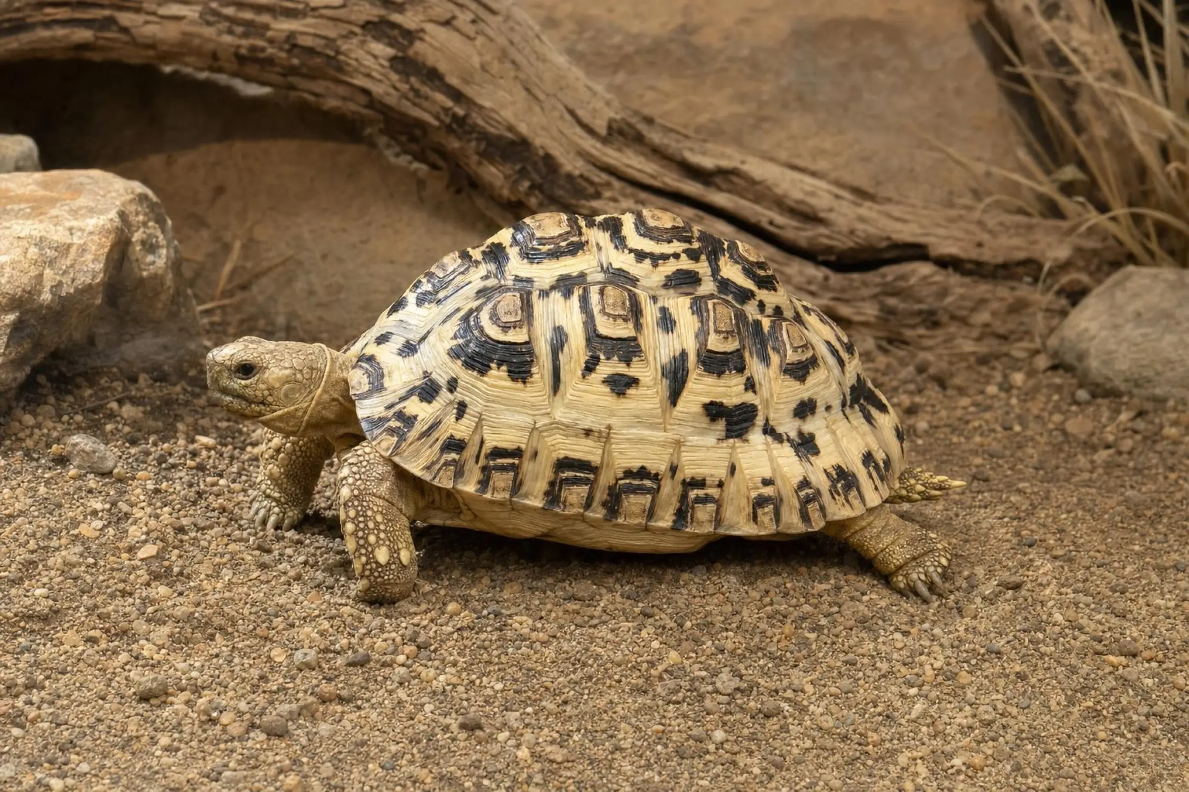 Pantherschildkröte, Stigmochelys pardalis babcocki