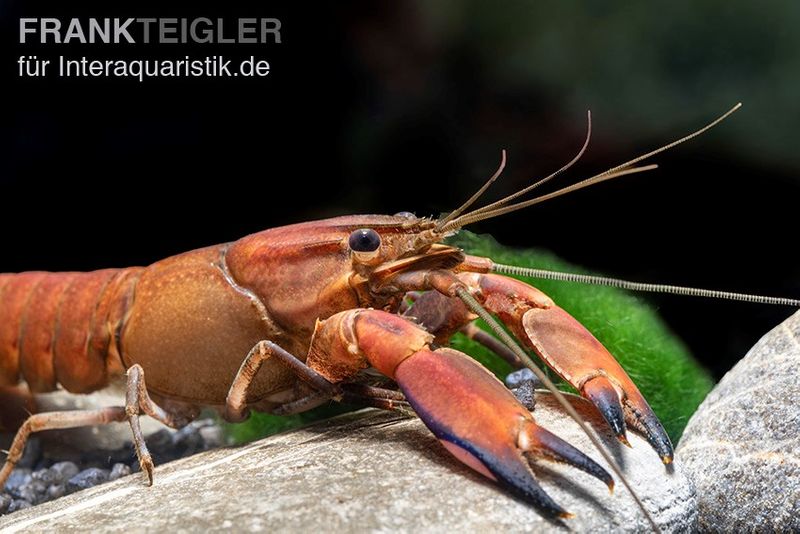 Roter Papuakrebs, Cherax boesemani (Cherax Red Brick), Zufällig ausgewählt