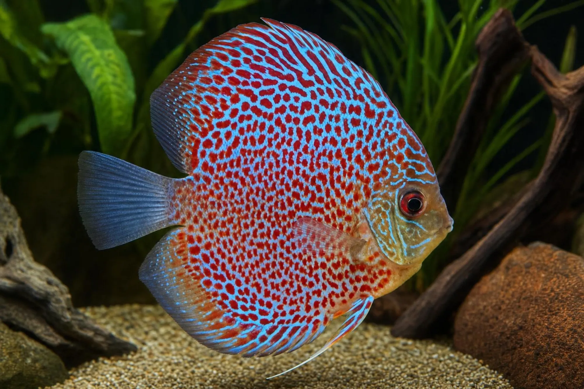 Diskusfisch „Leopard Spotted“, Symphysodon discus
