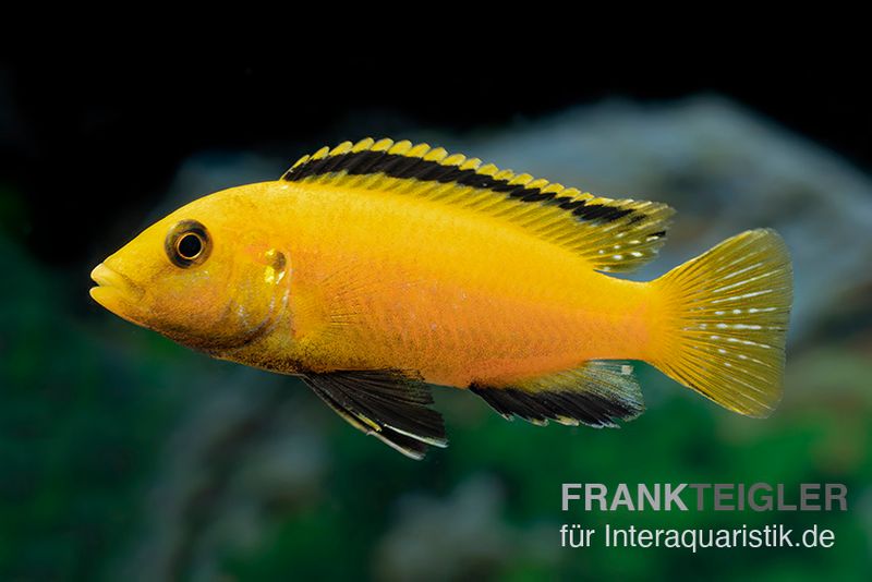 Gelber Labidochromis "Yellow", Labidochromis caeruleus, DNZ