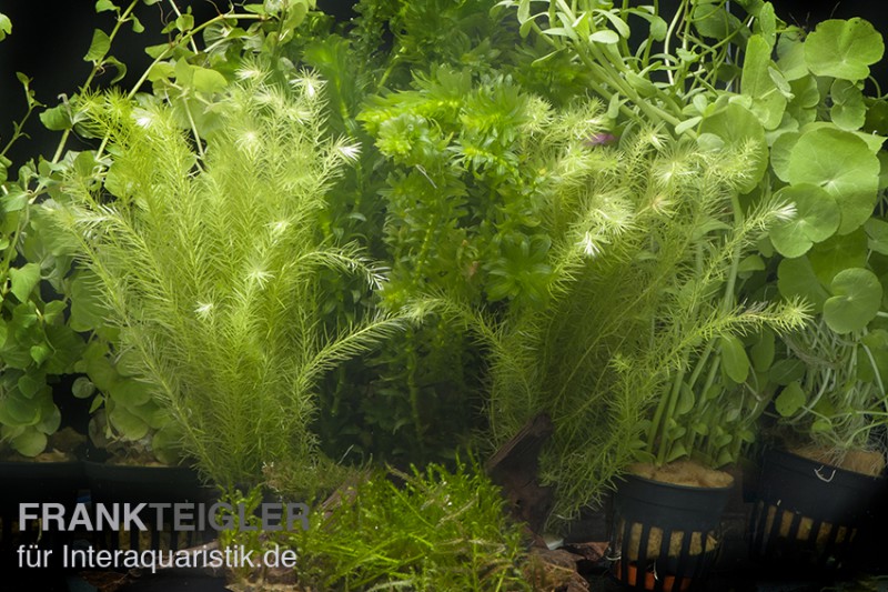 Aquarienpflanzen-Sortiment "Kaltwasser" für 100-120 cm Aquarium