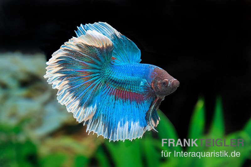 Halfmoon Kampffisch Rose Petal, Männchen, Betta splendens