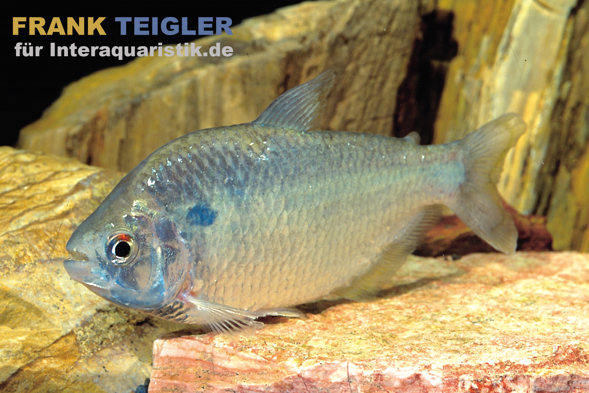 Goldrücken-Trauermantelsalmler, Gymnocorymbus socolofi 