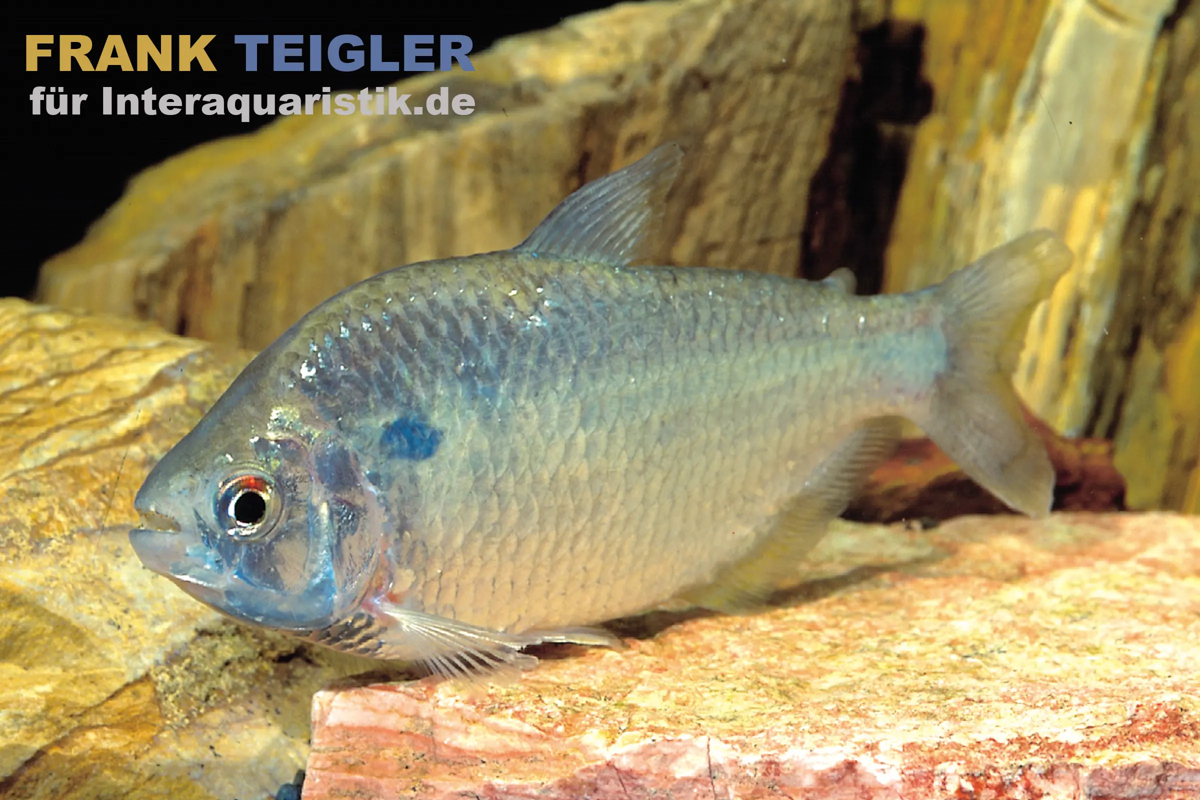 Goldrücken-Trauermantelsalmler, Gymnocorymbus socolofi 