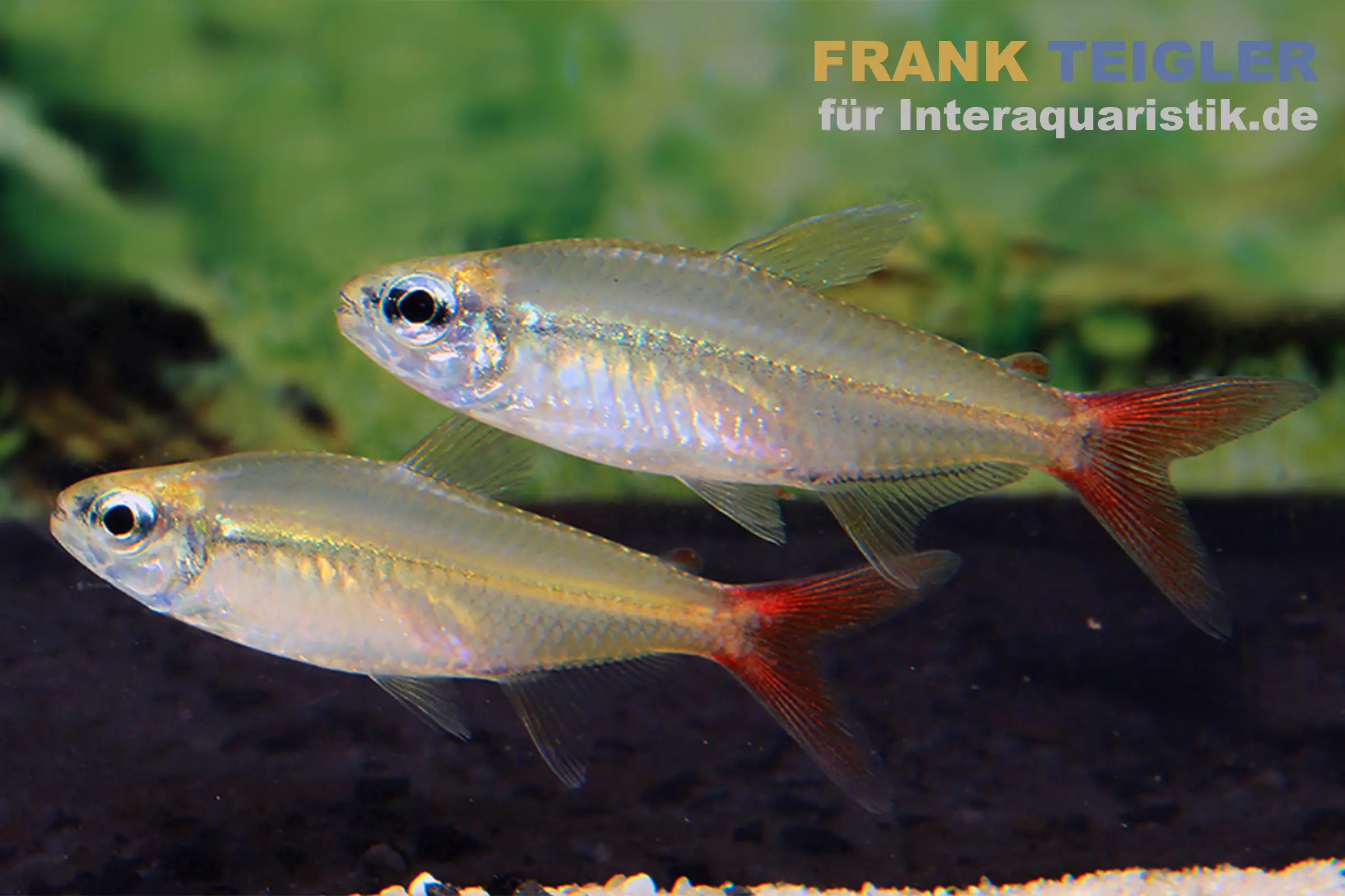 Zwei Silberkardinalfische schwimmen nebeneinander im Aquarium, umgeben von grünem Hintergrund
