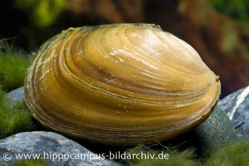 Teichmuschel, Anodonta cygnea (Kaltwasser), Größe L (10-15 cm)