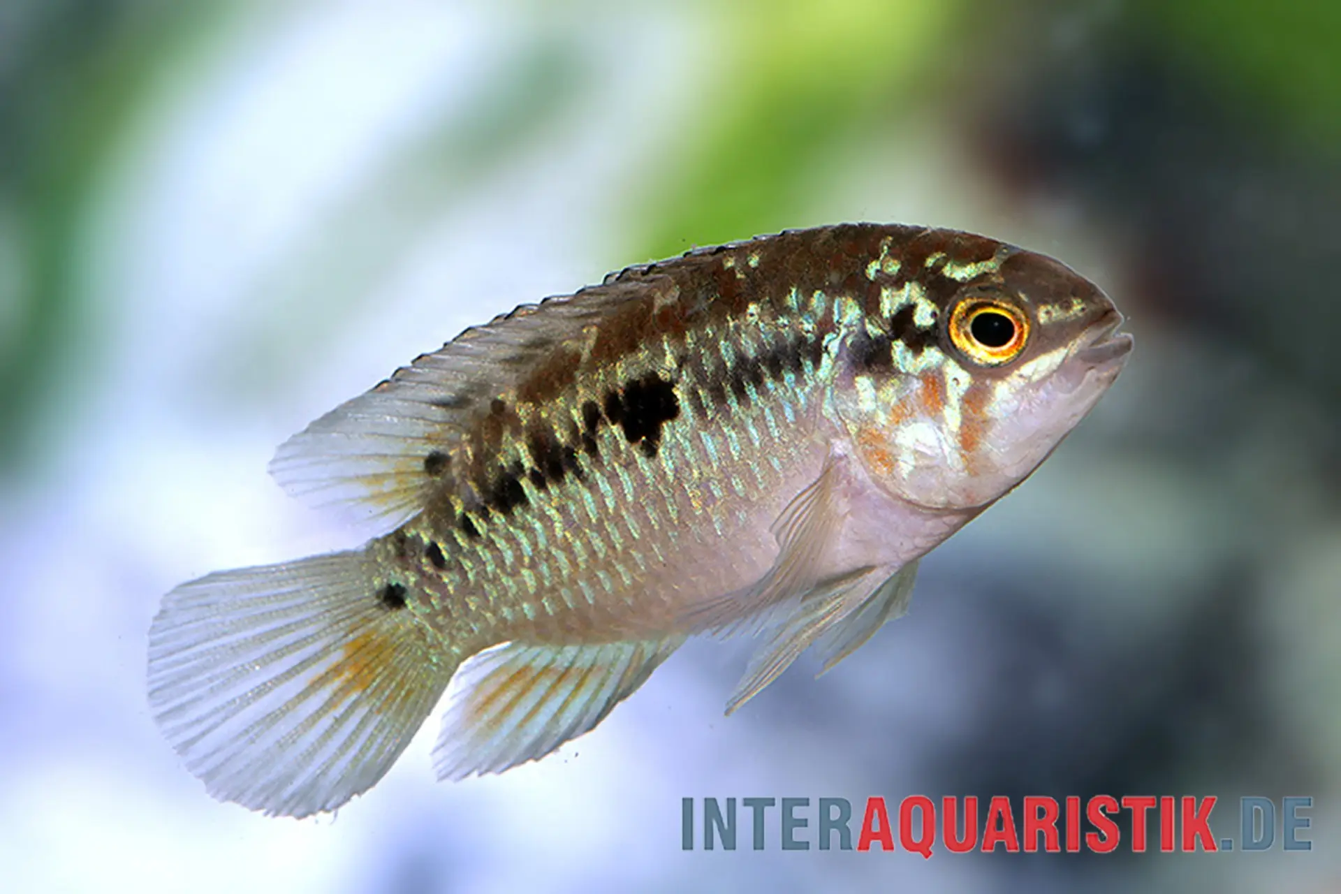 Zweipunkt-Buntbarsch, Ivanacara bimaculata