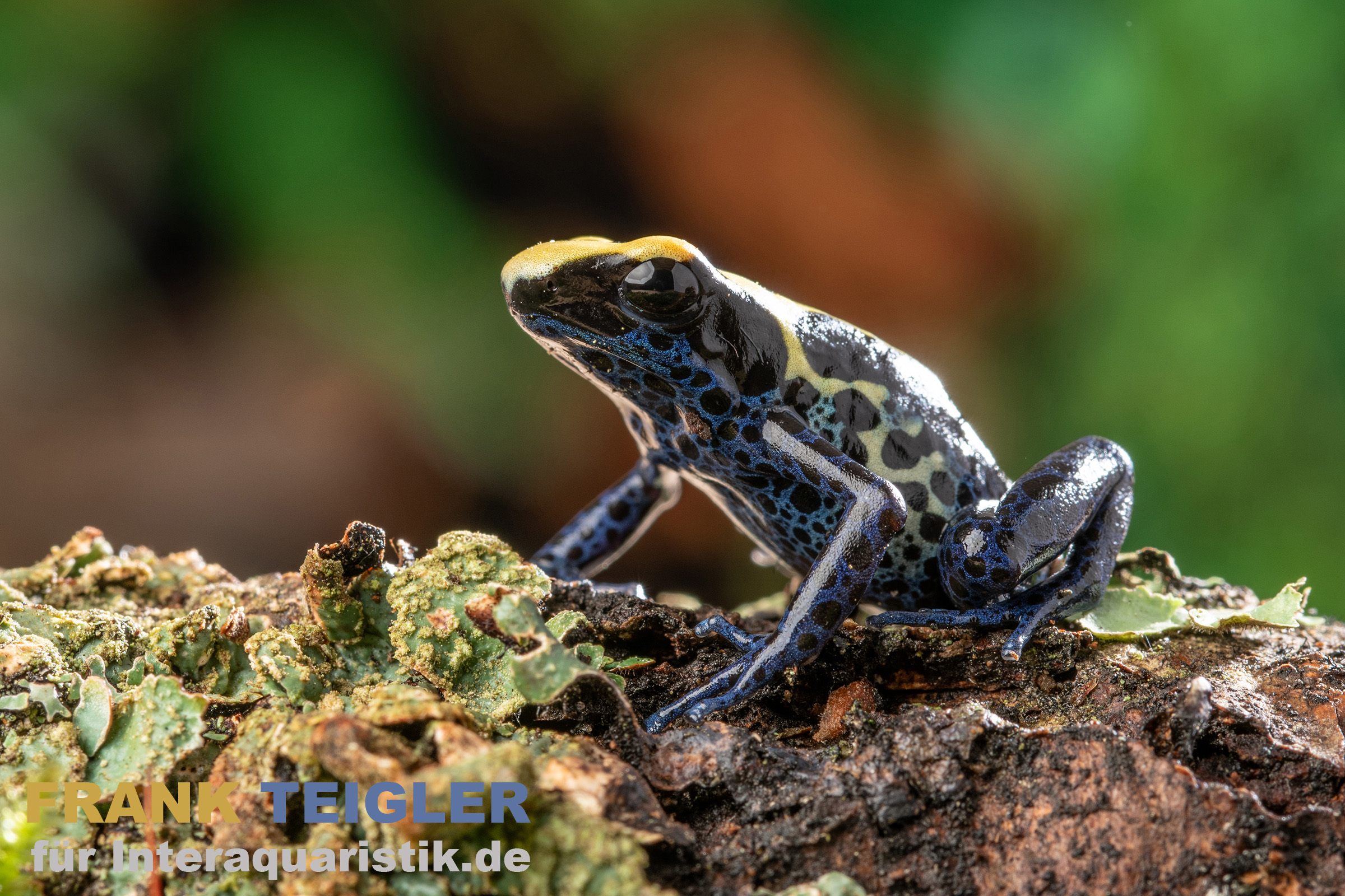 Nominat Färberfrosch, Dendrobates tinctorius tinctorius