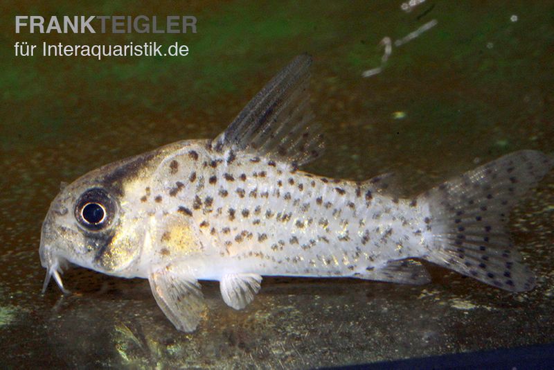 Rio-Negro-Panzerwels, Corydoras kanei