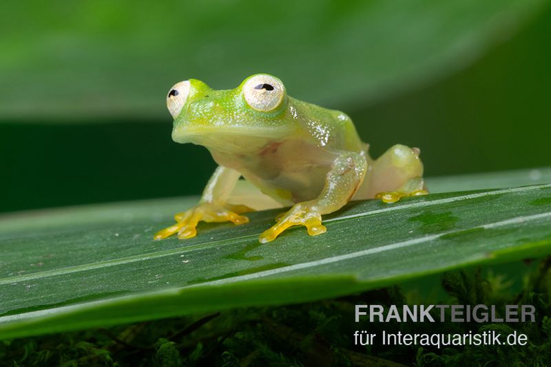 Fleischmann's Glasfrosch, Hyalinobatrachium fleischmanni