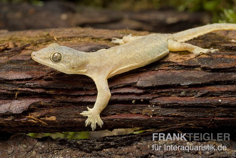 Asiatischer Hausgecko, Hemidactylus frenatus