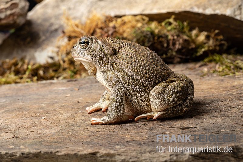 Präriekröte, Bufo cognatus