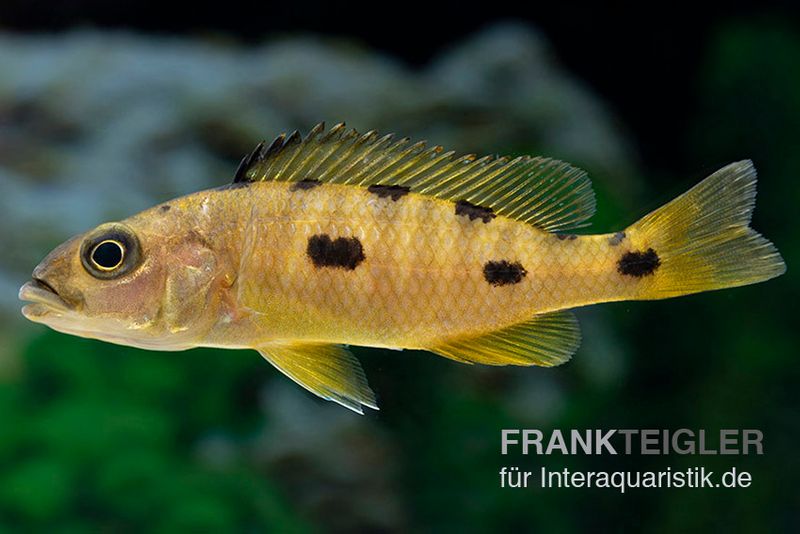 Gelber Anagenys-Cichlide, Exochochromis anagenys yellow