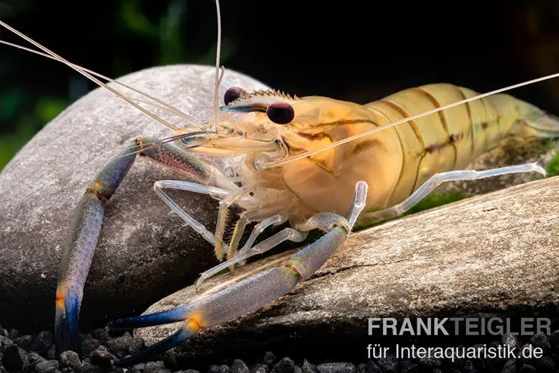 Rosenberggarnele, Macrobrachium rosenbergii