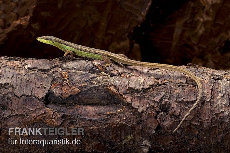 Sechsstreifen-Langschwanzeidechse, Takydromus sexlineatus