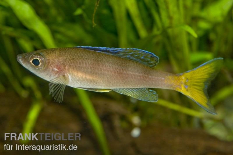 Blauer Heringscichlide, Cyprichromis leptosoma "Utinta", DNZ