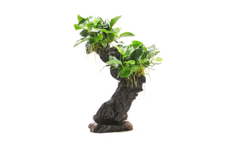 Mbuna M mit Anubias barteri var. nana, ca. 10x15x30 cm