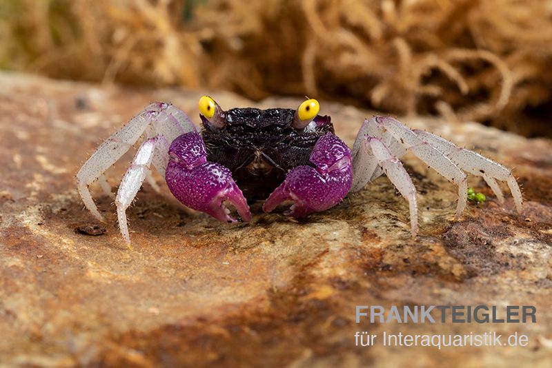 Purpuralba-Vampirkrabbe, Geosesarma sp. lilaweiss, Zufällig ausgewählt