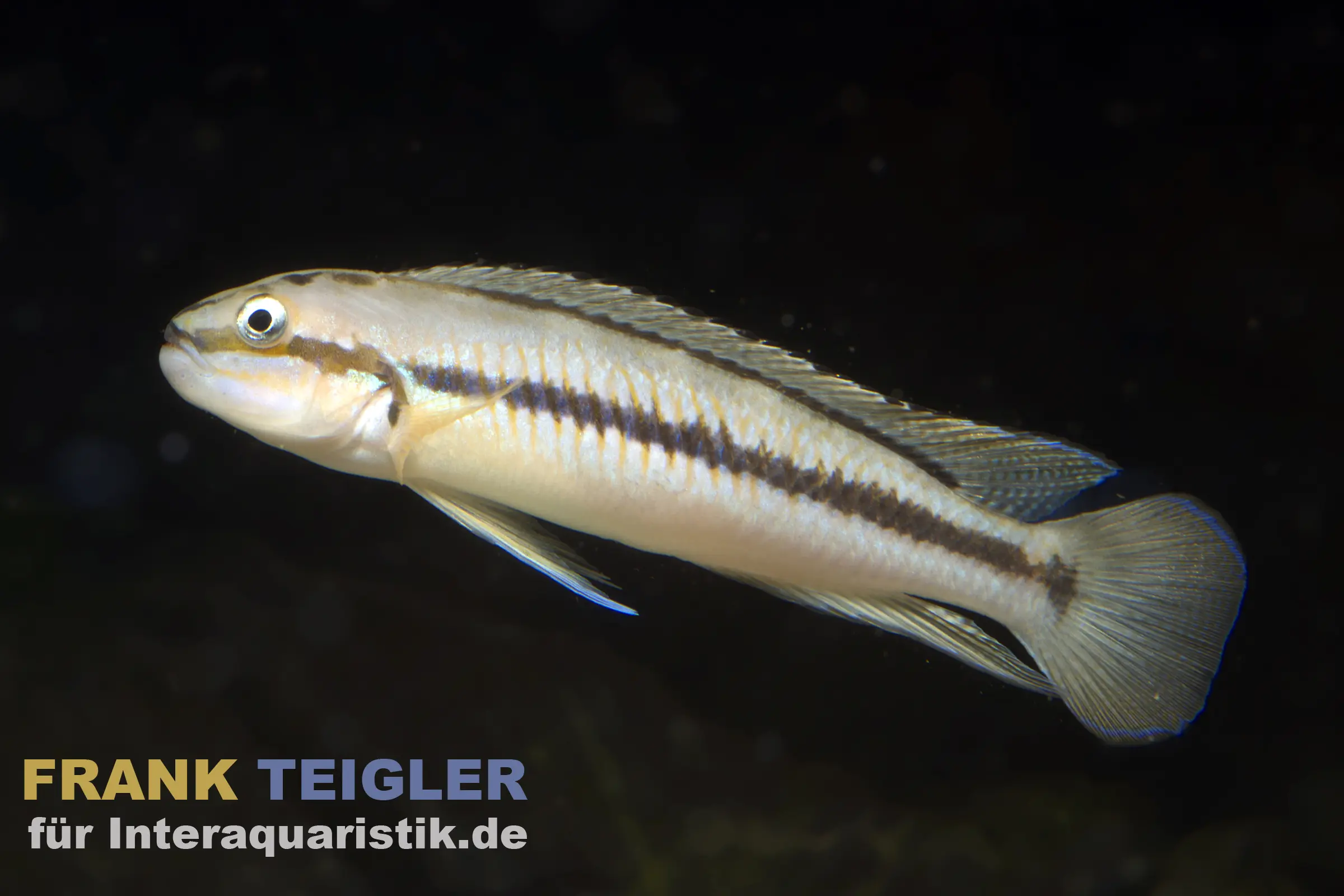 Gestreifte Grundel seitlich vor schwarzem Hintergrund