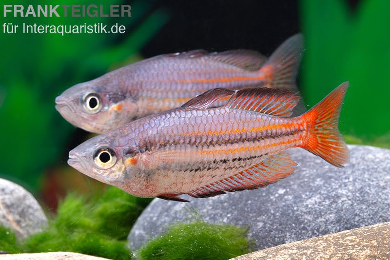 Westlicher Regenbogenfisch, Melanotaenia splendida australis