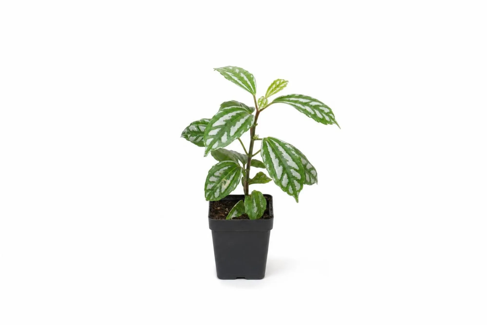 Aluminiumpflanze, Pilea cadierei, Topfpflanze