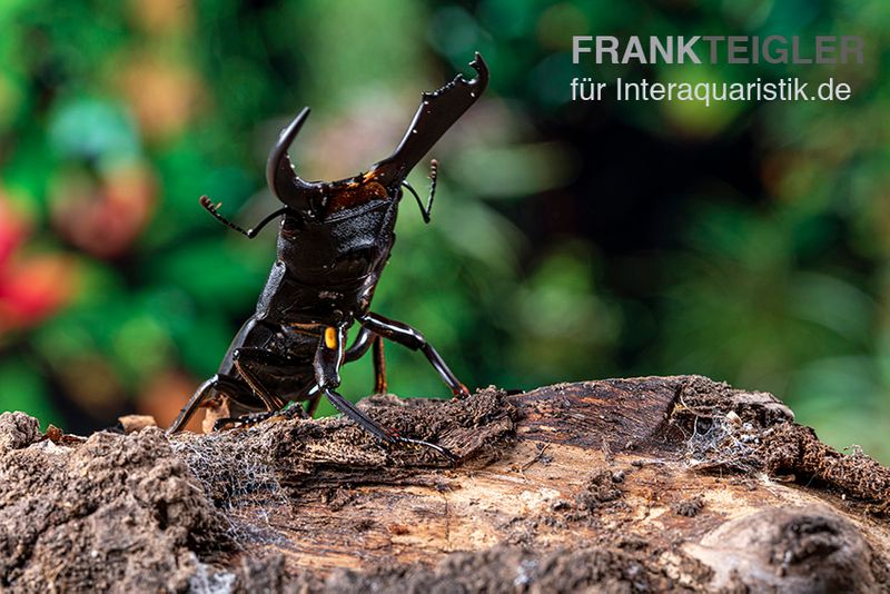 Sumatra-Panzerkopfkäfer, Dorcus titanus sumatra, männlich