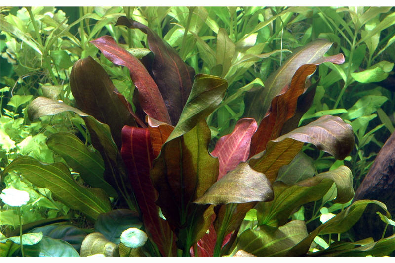 Echinodorus "Osiris Doppelrot", Echinodorus x barthii, XL Topf