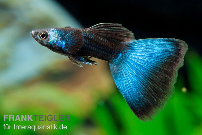 Guppy moskaublau, Poecilia reticulata, Männchen