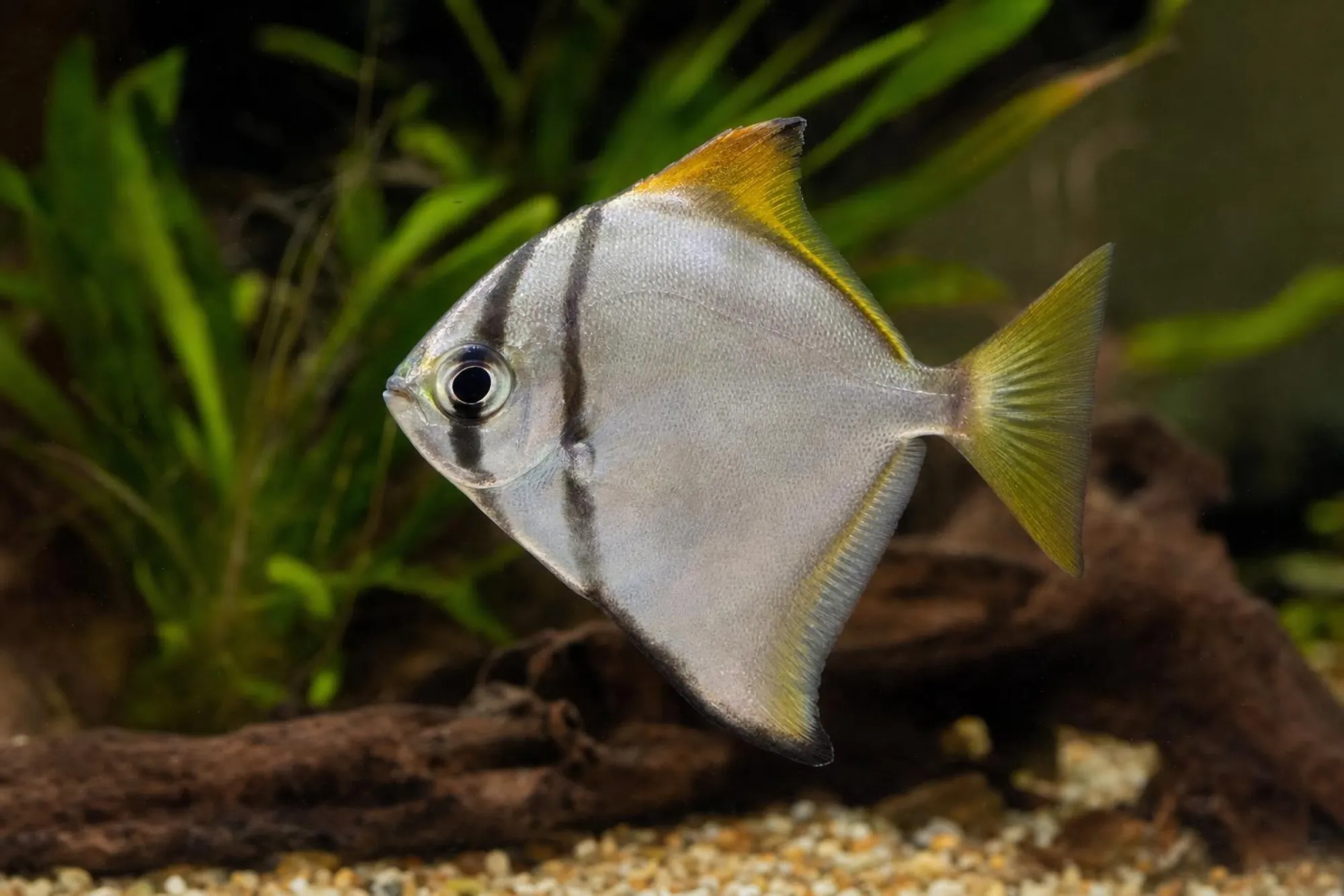 Silberflossenblatt (Nachzucht), Monodactylus argenteus