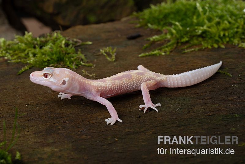 Leopardgecko, Eublepharis macularius, BELL ALBINO MACK SNOW