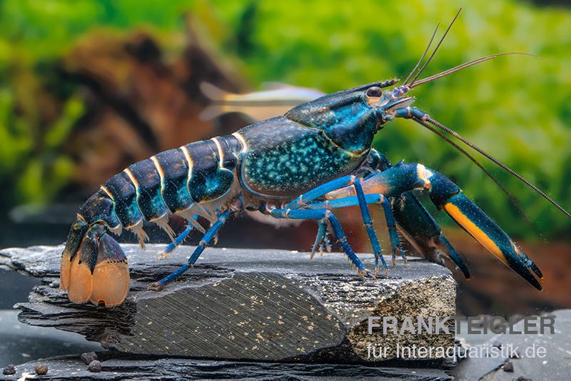 Cherax "Pink Coral", Cherax warsamsonicus