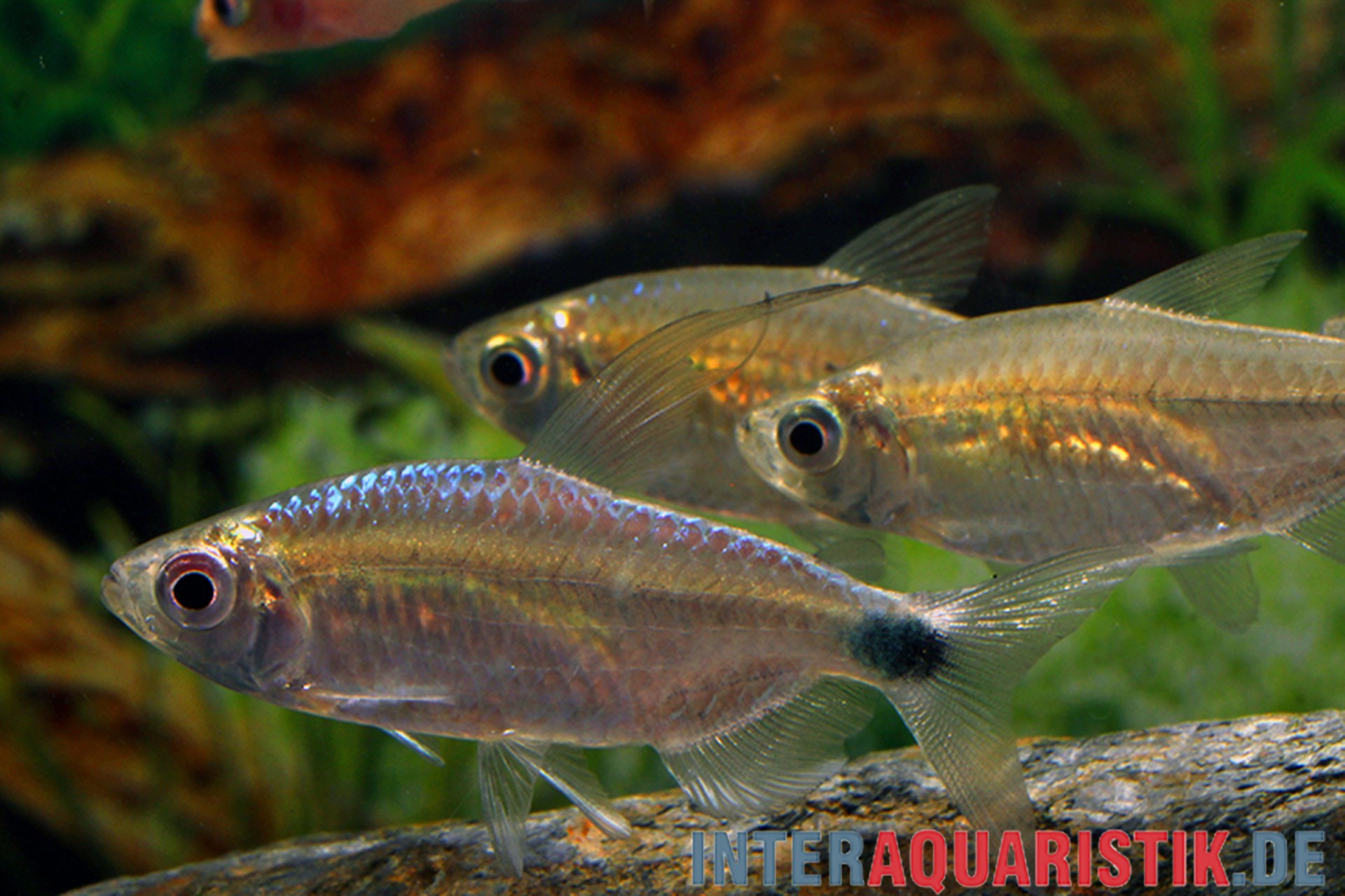 Drei silberne Salmler im grünen Aquarium