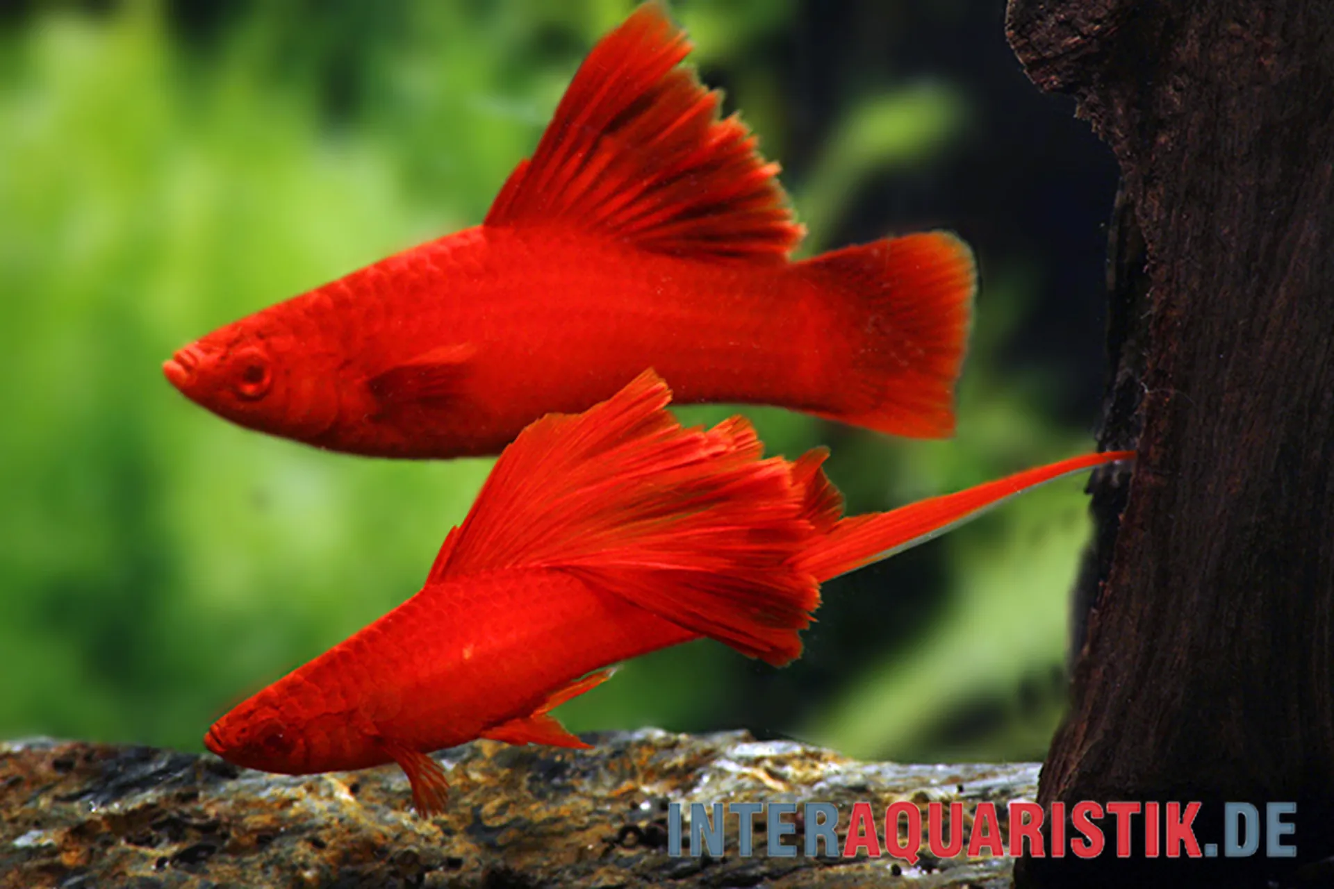 Nahaufnahme zweier leuchtend roter Broccoli-Schwertträger (Xiphophorus helleri) im Aquarium, lebendgebärdende Zuchtform für Aquaristik