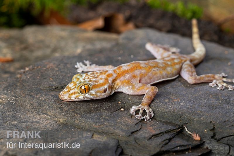 Fächerfingergecko, Ptyodactylus ragazzi