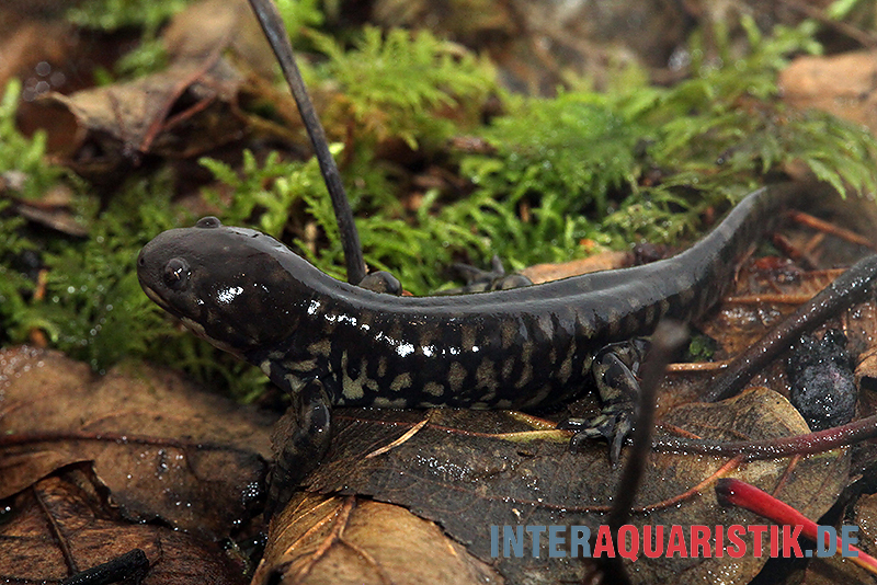 Tigersalamander, Ambystoma tigrinum tigrinum