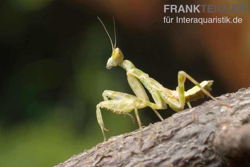 Asiatische Blütenmantis, Creobroter gemmatus