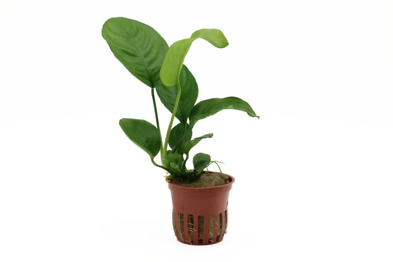 Riesen-Speerblatt, Anubias barteri caladiifolia, XL-Pflanze, Mutterpflanze