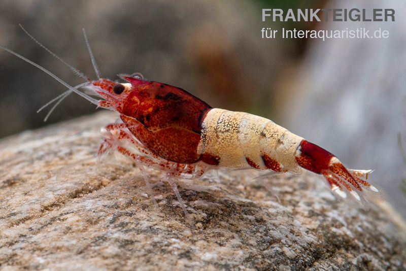 Red Pinto Garnele Mix, Caridina spec. Red Pinto Taiwan