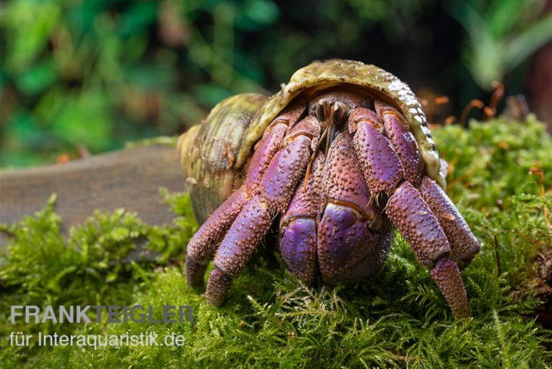 Lila-Landeinsiedlerkrebs, Coenobita lila (Blue Berry)