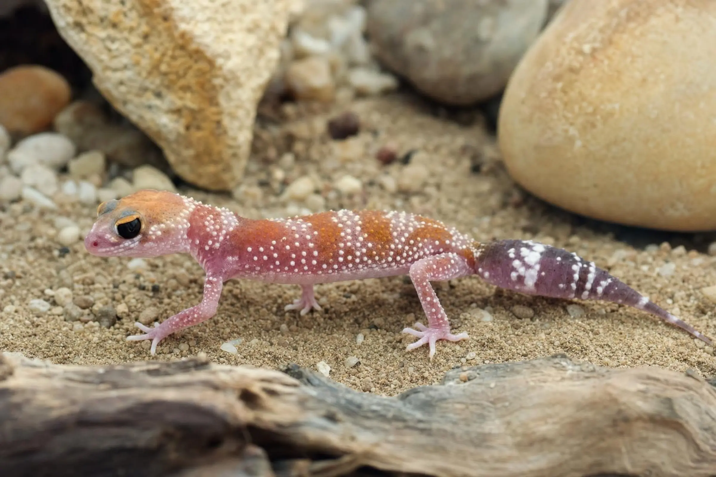 Australischer Dickschwanzgecko „Hypo“, Underwoodisaurus milii