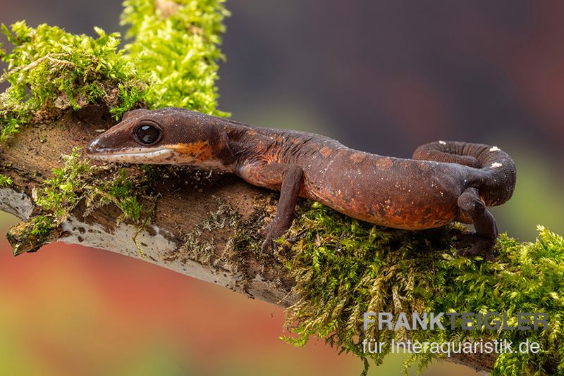 Katzengecko, Aeluroscalabotes felinus