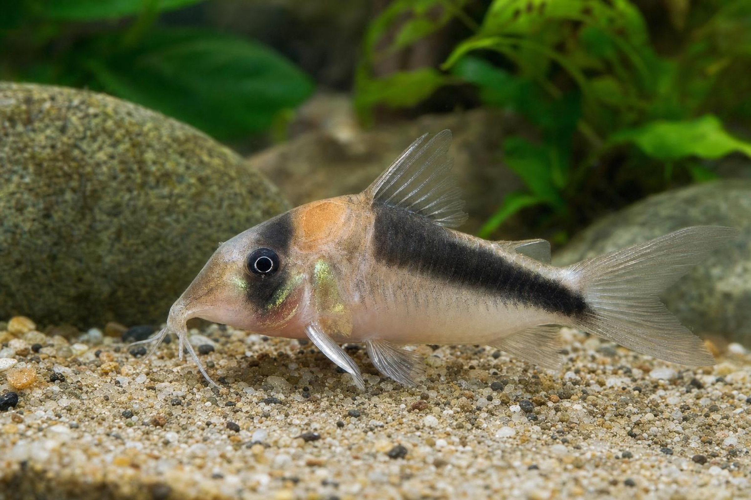 Rio-Tomo-Panzerwels CW217, Corydoras sp.