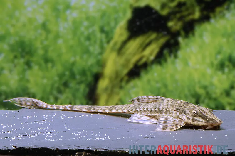 Kleiner Hexenwels, Rineloricaria parva, 6-8 cm